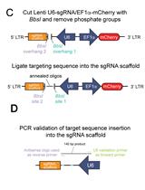 一种新型基于CAS9双载体慢病毒转录激活系统的神经组织基因表达调控