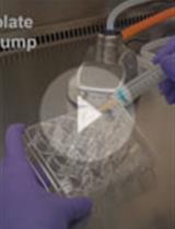 Co-culture of Human Stem Cell Derived Neurons and Oligodendrocyte Progenitor Cells