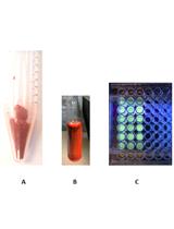 A Robust, One-step FRET Assay for Human Heparanase