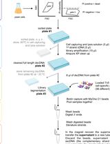 单细胞酵母逐个单步RNA-seq操作方法