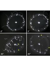 A Widely Applicable Urea-based Fluorescent/Colorimetric mRNA in situ Hybridization Protocol