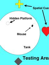 Simple Protocol for Distinguishing Drug-induced Effects on Spatial Memory Acquisition, Consolidation and Retrieval in Mice Using the Morris Water Maze