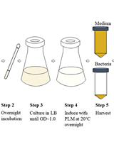 A PhoA-STII Based Method for Efficient Extracellular Secretion and Purification of Fab from Escherichia coli