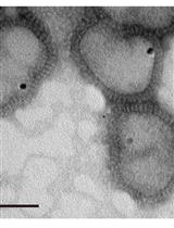 量子点标记的流感病毒样颗粒用于病毒脱壳过程的研究