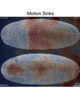 Characterization of Biological Motion Using Motion Sensing Superpixels
