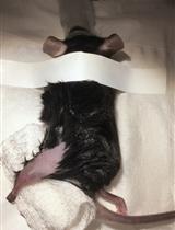 Sciatic Nerve Cut and Repair Using Fibrin Glue in Adult Mice