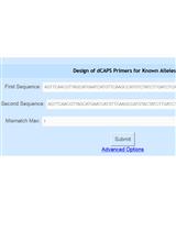利用indCAPS检测CRISPR/Cas9诱导的突变