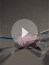 小鼠胚胎脊髓的组织块培养和体外电穿孔介导的基因转移