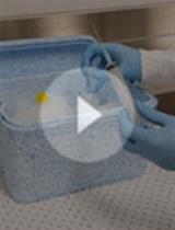 Subcellular Fractionation of Hela Cells for Lysosome Enrichment Using a Continuous Percoll-density Gradient