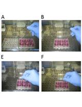 Isolation and Transcriptomic Profiling of Single Myofibers from Mice