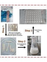 A Novel Protocol to Generate Decellularized Bovine Spinal Cord Extracellular Matrix-based Scaffolds (3D-dCBS)