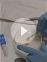 ATAC-seq on Sorted Adult Mouse Neurons