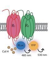 Identification of Heteroreceptors Complexes and Signal Transduction Events Using Bioluminescence Resonance Energy Transfer (BRET)