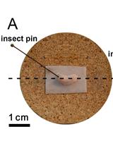 Antisense Oligodeoxynucleotide Perfusion Blocks Gene Expression of Synaptic Plasticity-related Proteins without Inducing Compensation in Hippocampal Slices