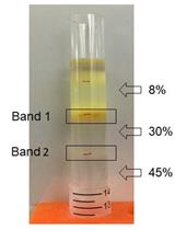 Isolation, Purification, and Characterization of Ginger-derived Nanoparticles (GDNPs) from Ginger, Rhizome of Zingiber officinale