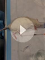 Imaging the Vasculature of Immunodeficient Mice Using Positron Emission Tomography/Computed Tomography (PET/CT) and 18F-fluorodeoxyglucose Labeled Human Erythrocytes