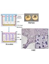 Reconstituting Breast Tissue with Organotypic Three-dimensional Co-culture of Epithelial and Stromal Cells in Discontinuous Extracellular Matrices
