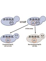 Analyzing the Functionality of Non-native Hsp70 Proteins in <em>Saccharomyces cerevisiae</em>