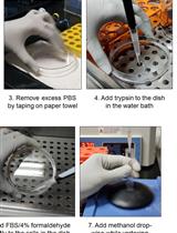 利用流式细胞术进行贴壁细胞的磷酸化蛋白分析