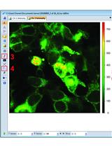 Measuring Small-molecule Inhibition of Protein Interactions in Live Cells Using FLIM-FRET