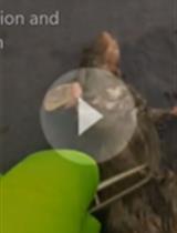 Time-lapse Imaging of Alveologenesis in Mouse Precision-cut Lung Slices