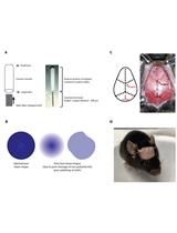 Optogenetic Food Odor Avoidance Assay