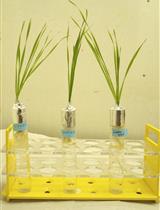 Visualization of Nitric Oxide, Measurement of Nitrosothiols Content, Activity of NOS and NR in Wheat Seedlings