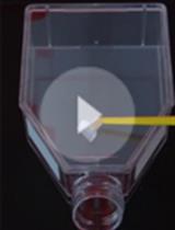 In vitro Screening of Antileishmanial Activity of Natural Product  Compounds: Determination of IC50, CC50 and SI Values