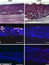Model of Chemotherapy-associated Mucositis and Oral Opportunistic Infections