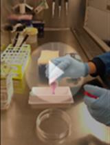 Differentiation of Mouse Embryonic Stem Cells to Neuronal Cells  Using Hanging Droplets and Retinoic Acid