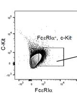 Adoptive Transfer of Basophils Enriched from Mouse Spleen