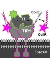Generation of CoilR Probe Peptides for VIPER-labeling of Cellular Proteins