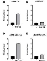 ELISA Based Protein Ubiquitylation Measurement