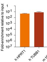 Labeling and Isolation of Fluorouracil Tagged RNA by Cytosine Deaminase Expression