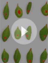 应用损伤面积的自动化检测和测量评价炭疽菌对拟南芥叶片致病性的方法