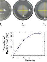 Assessing Different Ways of <em>Bacillus subtilis</em> Spreading over Abiotic Surfaces