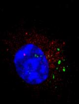 Bacterial Synchronized Transfer Assays in Bone Marrow Derived Macrophages