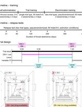 Trial-based Discrimination Procedure for Studying Drug Relapse in Rats