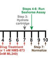 Mitochondrial Respiratory Measurements in Patient-derived Fibroblasts