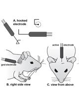 Evoked Potential Recordings of Auditory Brainstem Activity in the Mouse: An Optimized Method for the Assessment of Hearing Function of Mice