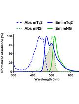 Detection of in vivo Protein Interactions in All Bacterial Compartments by Förster Resonance Energy Transfer with the Superfolder mTurquoise2 ox-mNeongreen FRET Pair