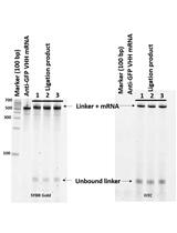 cDNA Display Mediated Immuno-PCR (cD-IPCR): A Novel PCR-based Antigen Detection Method 