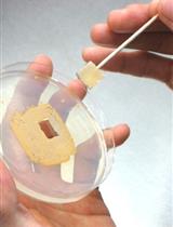 Preparation of Actinoplanes missouriensis Zoospores and Assay for Their Adherence to Solid Surfaces