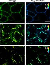 Analysis of EGF Receptor Endocytosis Using Fluorogen Activating Protein Tagged Receptor