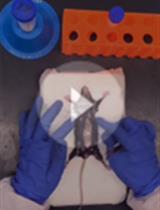 提取和利用凋亡Jurkat细胞诱导腹腔巨噬细胞分泌白介素-10