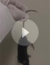 髓鞘少突胶质细胞糖蛋白多肽( MOG35-55)诱发实验性自身免疫性脑脊髓炎：一种慢性多发性硬化模型