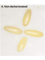 Preparation of Red Palm Weevil Rhynchophorus Ferrugineus (Olivier) (Coleoptera: Dryophthoridae) Germ-free Larvae for Host-gut Microbes Interaction Studies