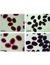 Analysis of Monosaccharides from Arabidopsis Seed Mucilage and Whole Seeds Using HPAEC-PAD