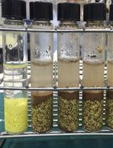A Microbial Bioassay for Direct Contact Assessment of Soil Toxicity Based on Oxygen Consumption of Sulfur Oxidizing Bacteria