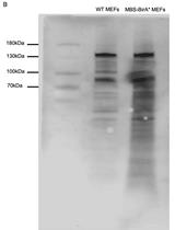 利用 RNA-BioID鉴定小鼠胚胎成纤维细胞中RNA相互作用体